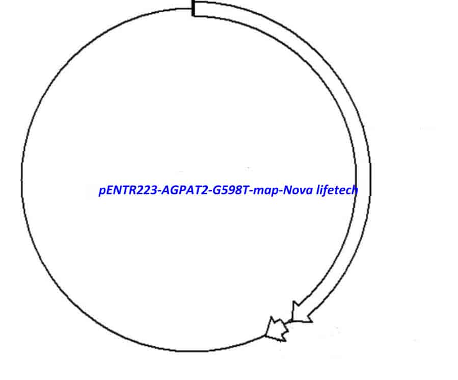 pENTR223-AGPAT2-G598T vector