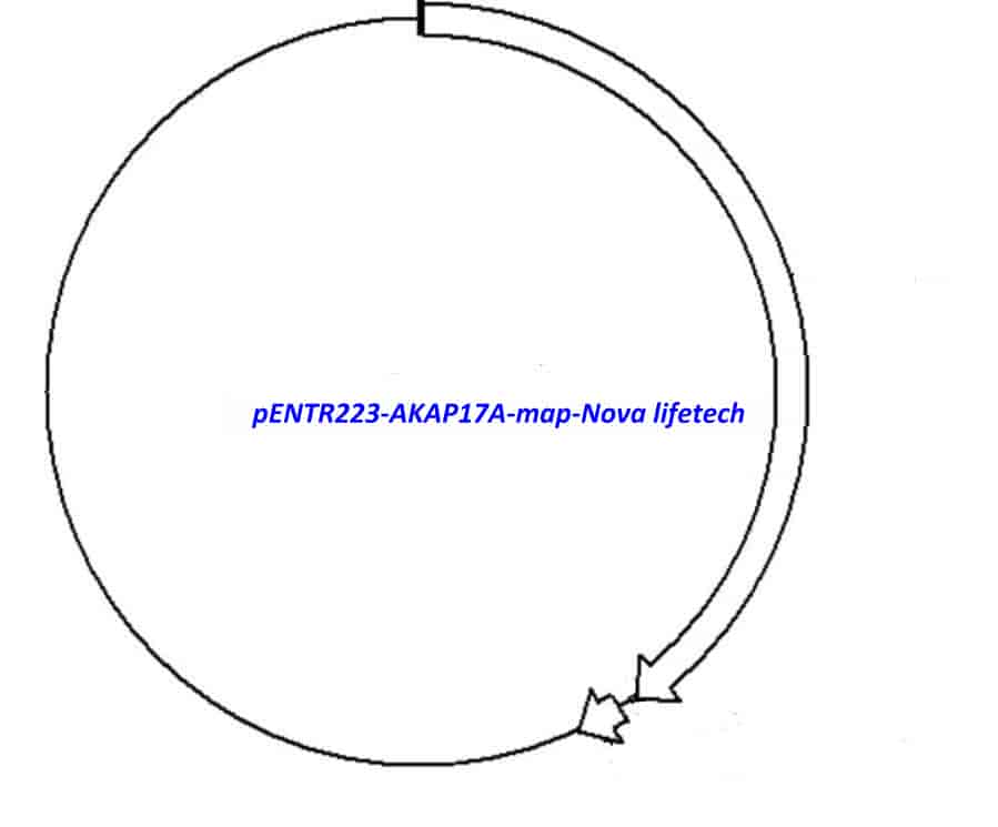 pENTR223-AKAP17A - Click Image to Close