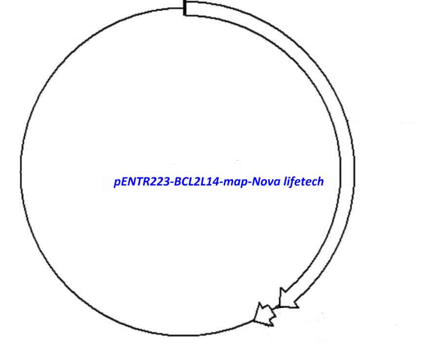 pENTR223-BCL2L14 vector - Click Image to Close