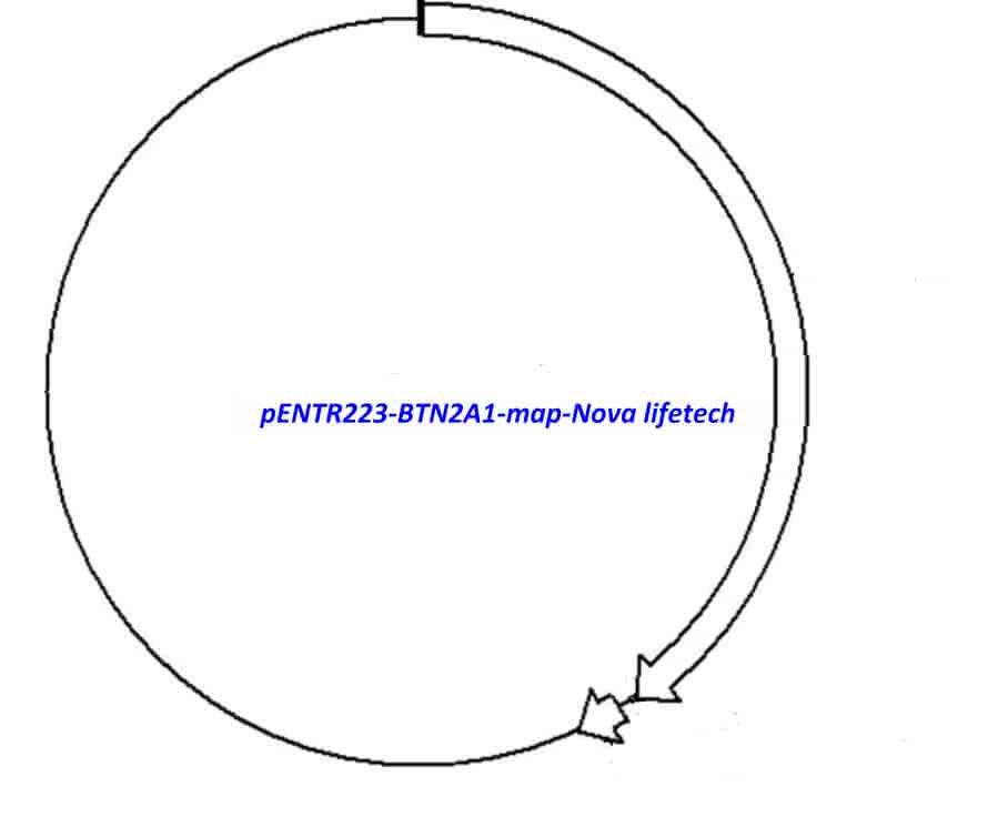 pENTR223-BTN2A1 vector