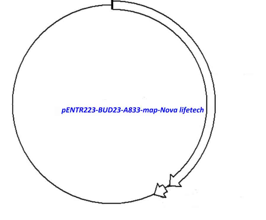 pENTR223-BUD23-A833 vector