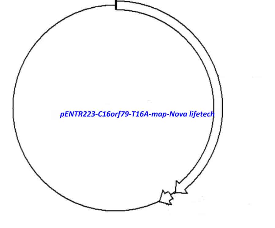 pENTR223- C16orf79- T16A - Click Image to Close
