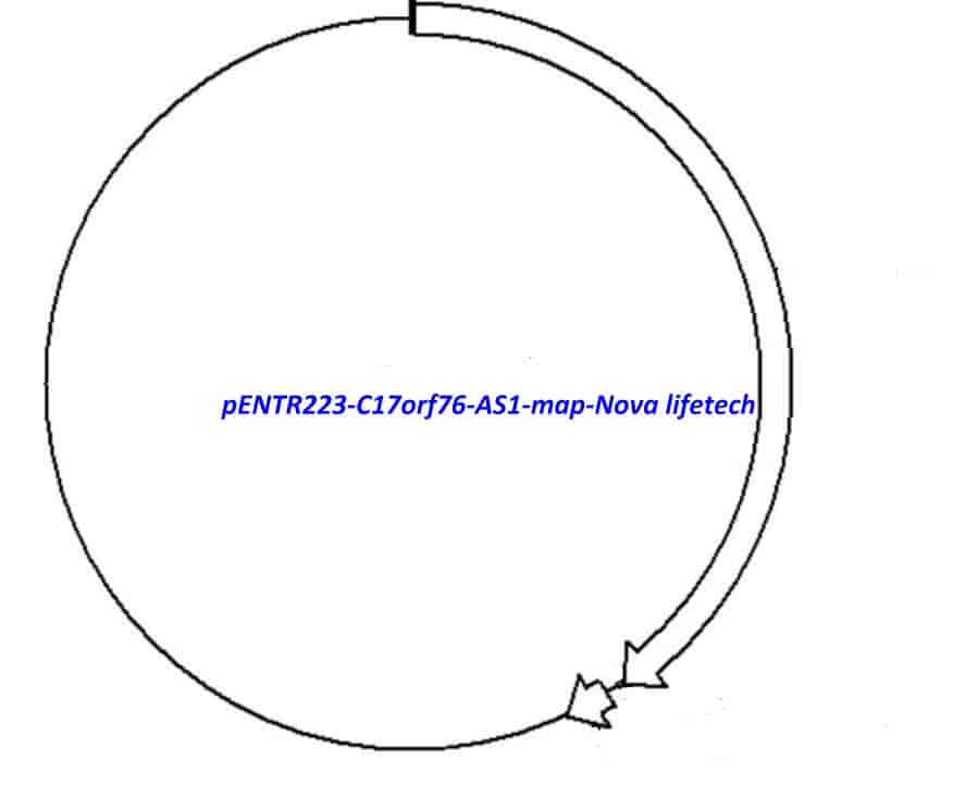 pENTR223-C17orf76-AS1 vector