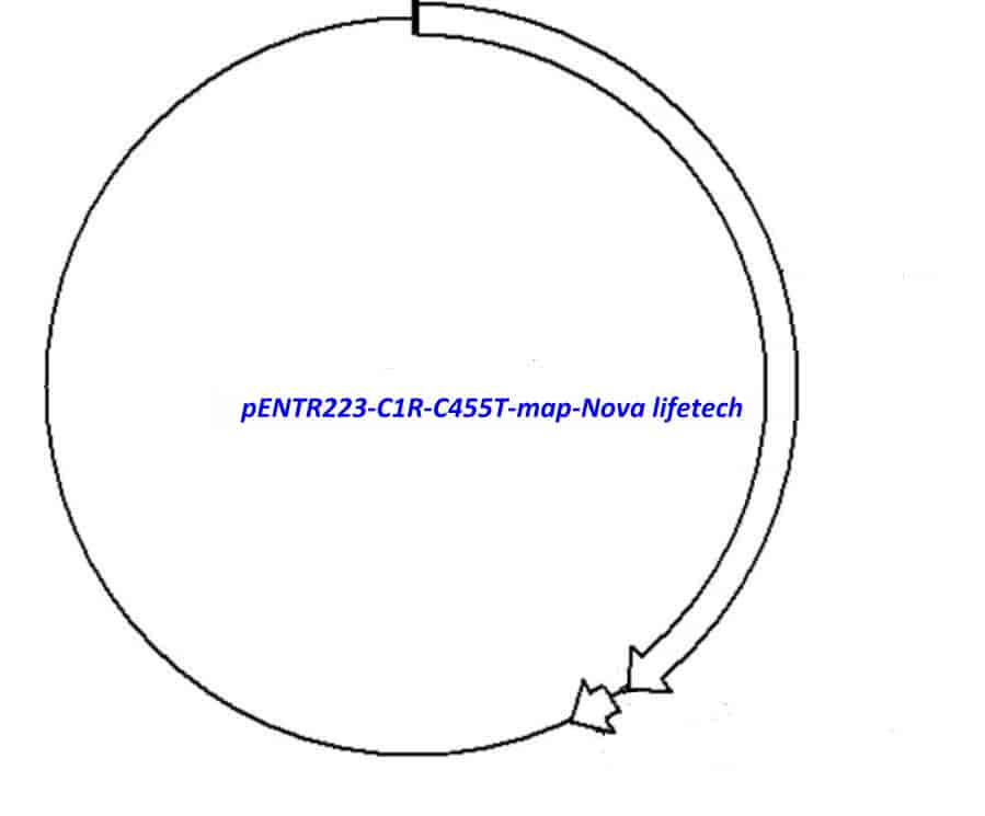 pENTR223-C1R-C455T