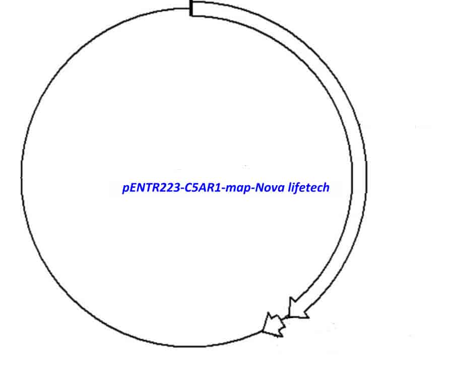 pENTR223-C5AR1 vector - Click Image to Close