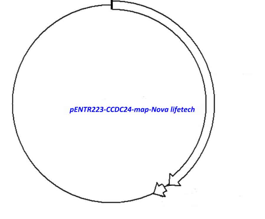 pENTR223-CCDC24 vector