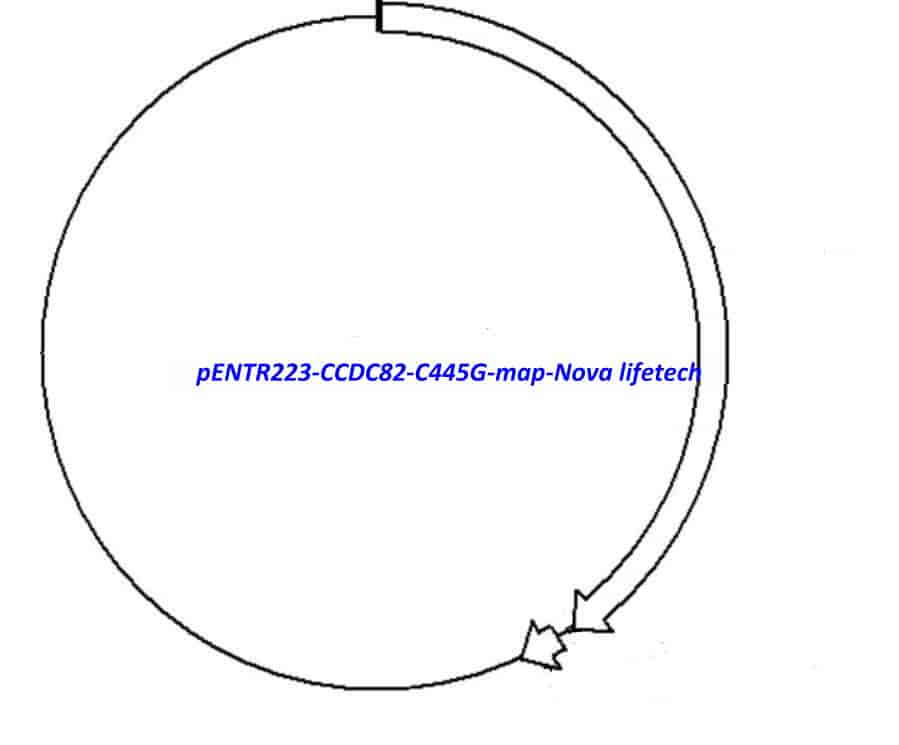 pENTR223-CCDC82-C445G vector - Click Image to Close
