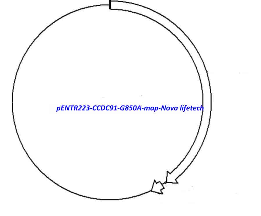 pENTR223-CCDC91-G850A vector