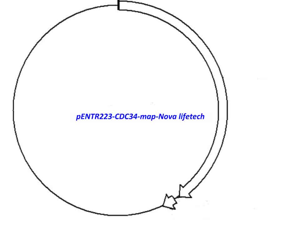 pENTR223- CDC34 - Click Image to Close