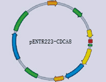 pENTR223-CDCA8 - Click Image to Close