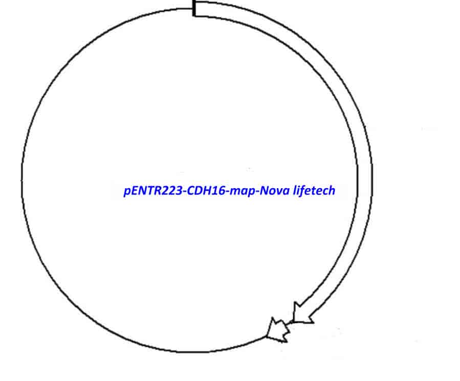 pENTR223-CDH16 vector - Click Image to Close