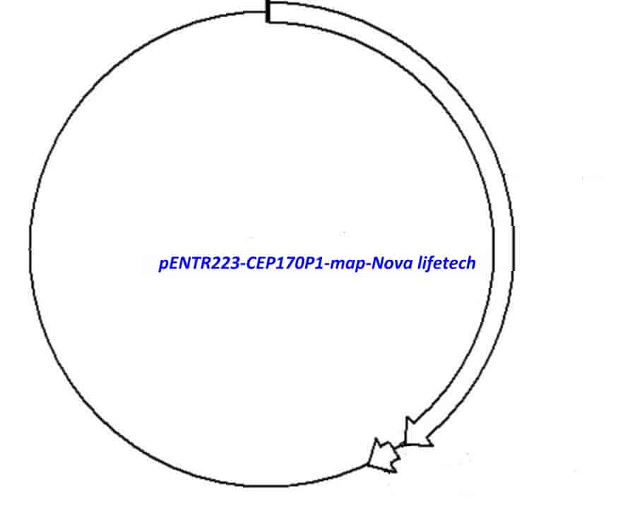 pENTR223-CEP170P1 vector