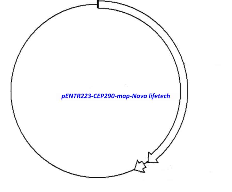 pENTR223-CEP290 vector - Click Image to Close