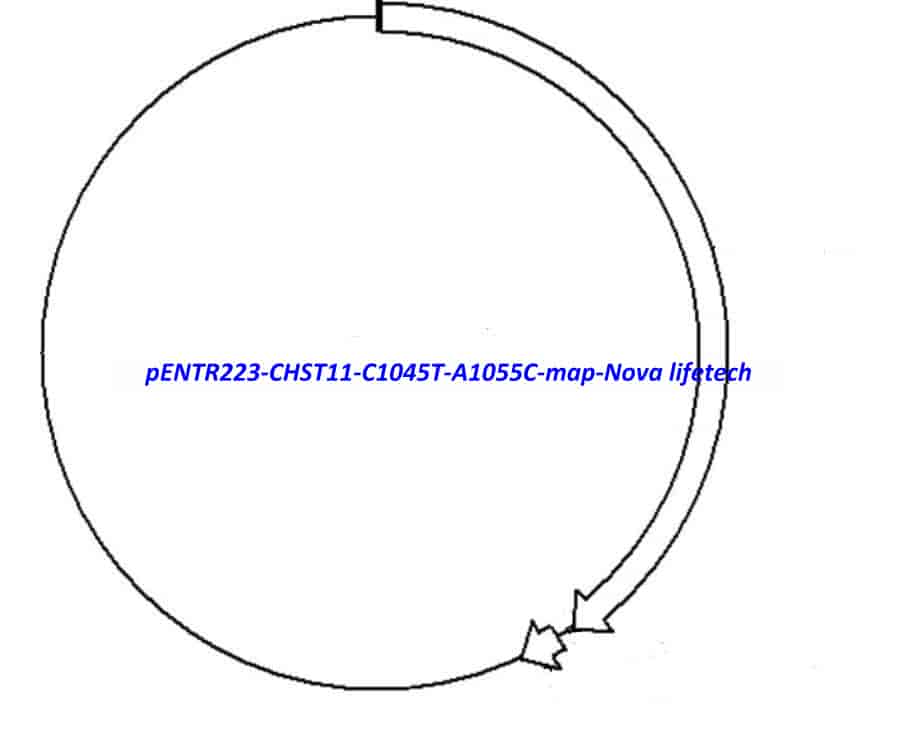 pENTR223-CHST11-C1045T-A1055C vector