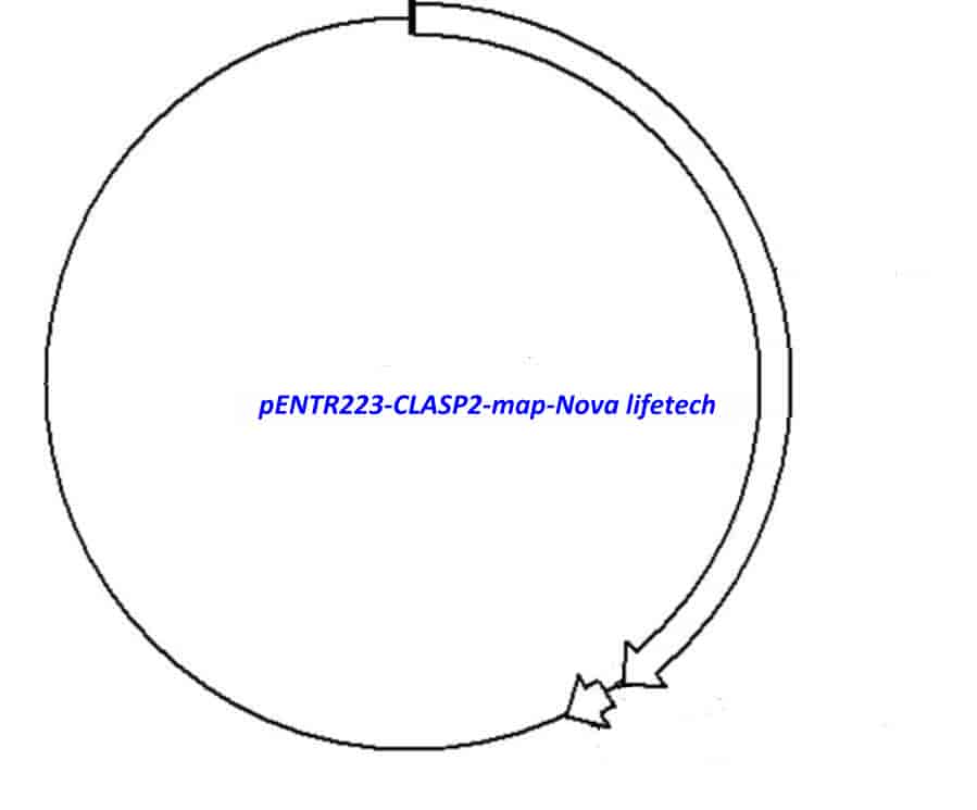pENTR223-CLASP2 vector - Click Image to Close