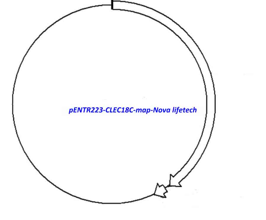 pENTR223-CLEC18C vector - Click Image to Close