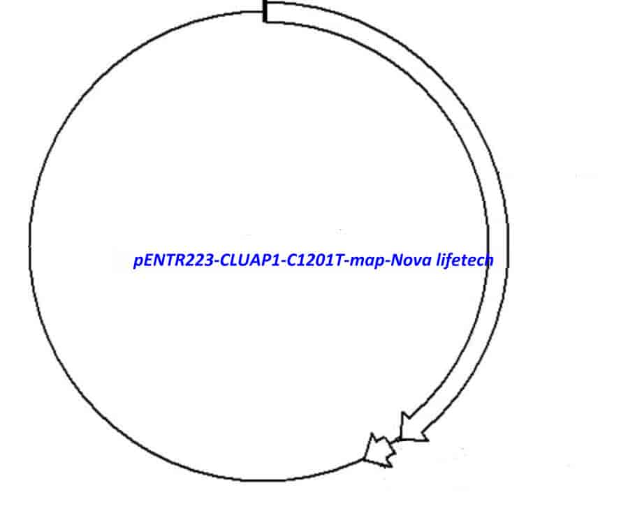 pENTR223-CLUAP1-C1201T vector