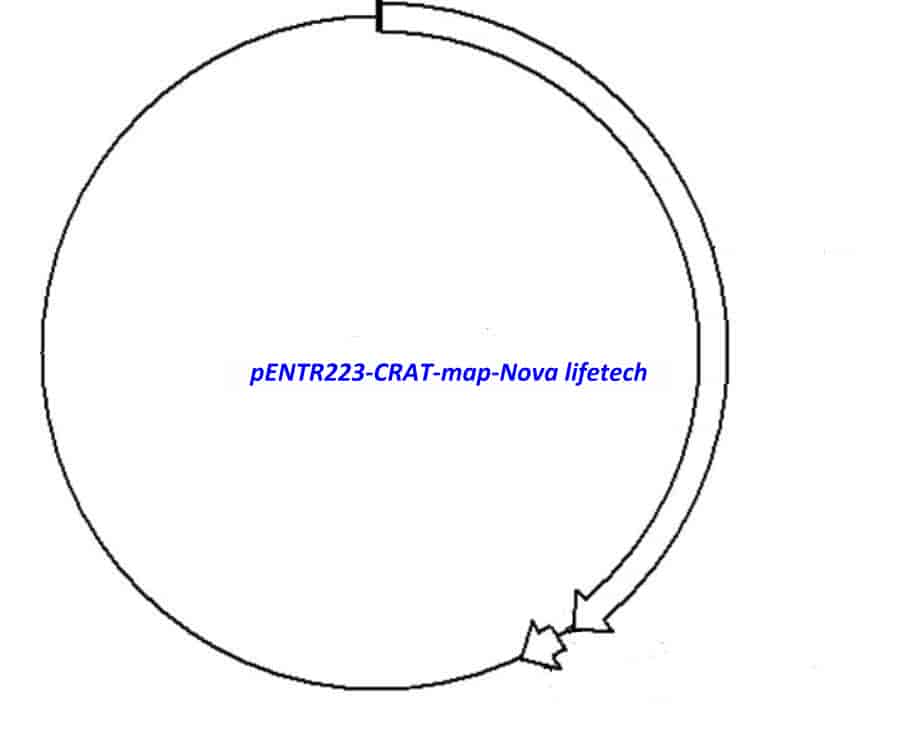 pENTR223-CRAT vector