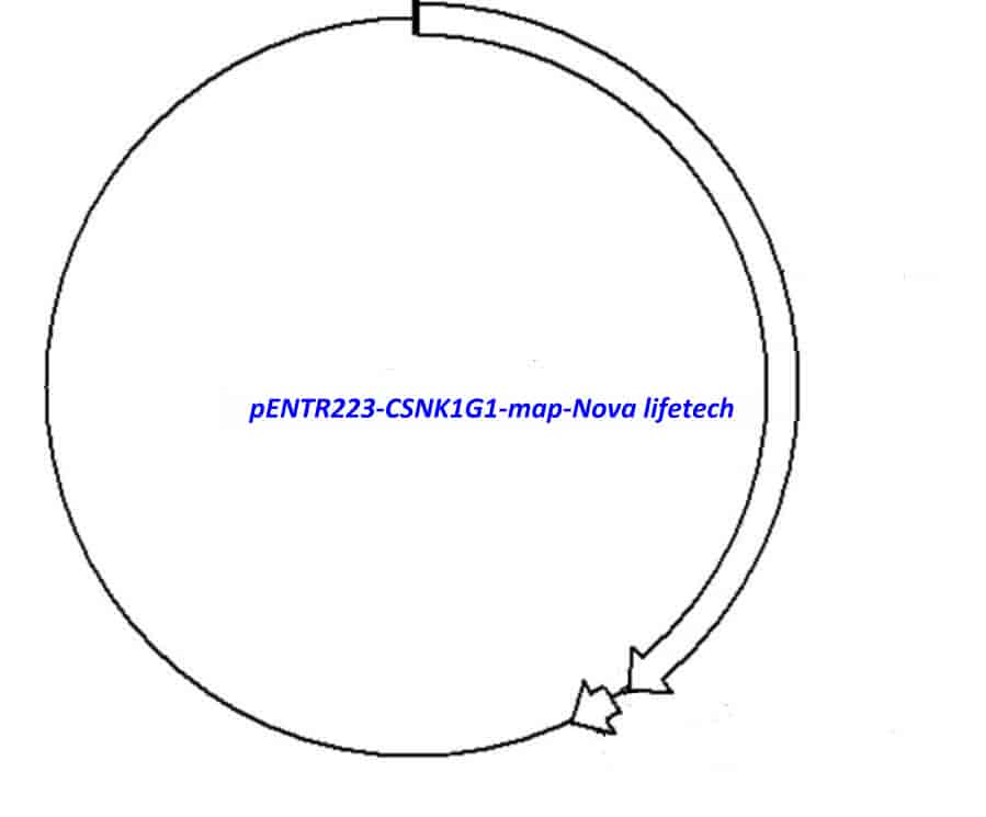 pENTR223-CSNK1G1 vector - Click Image to Close