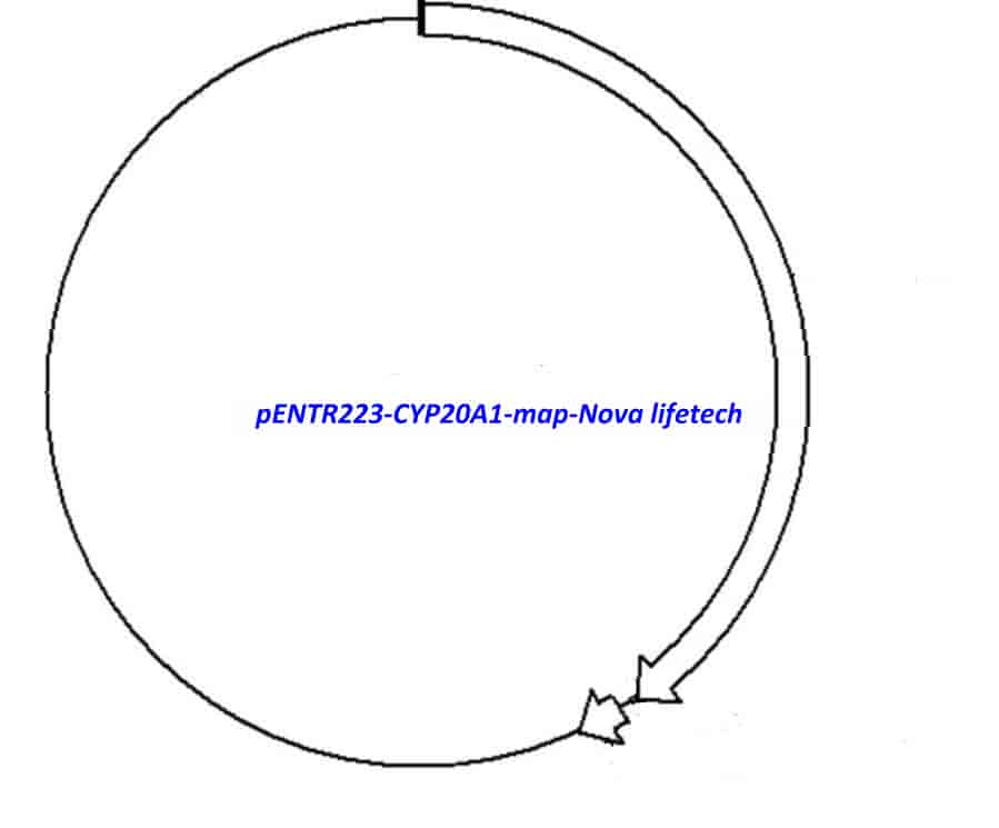 pENTR223-CYP20A1 - Click Image to Close