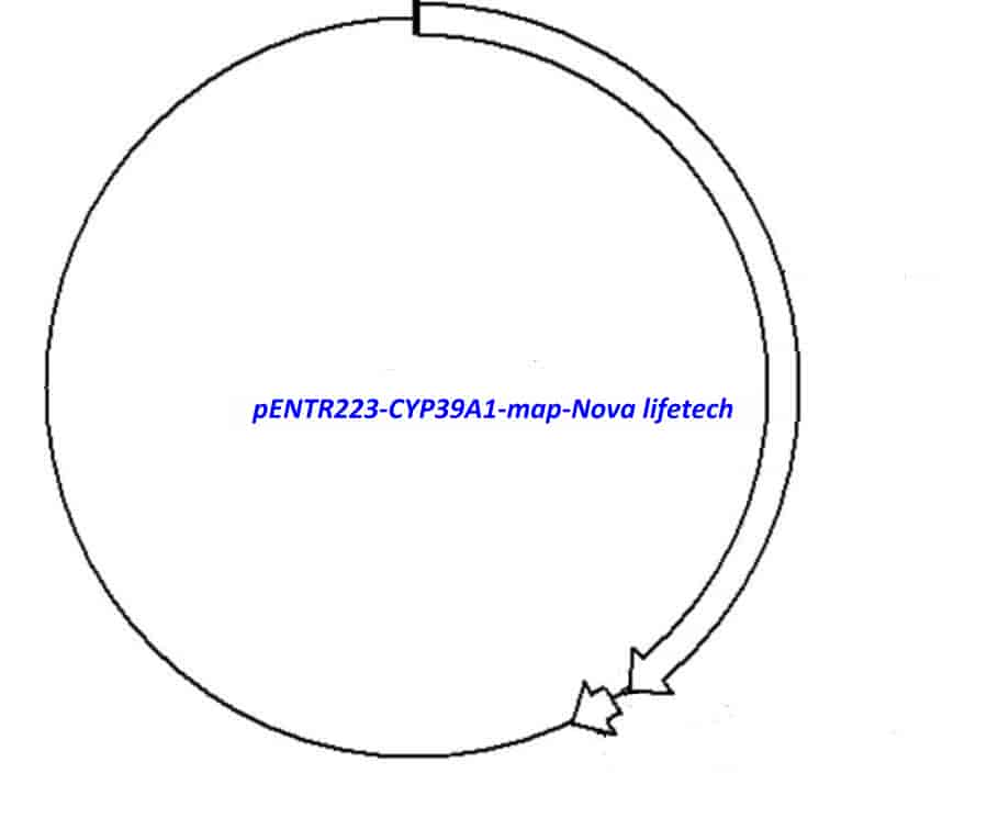 pENTR223-CYP39A1 - Click Image to Close