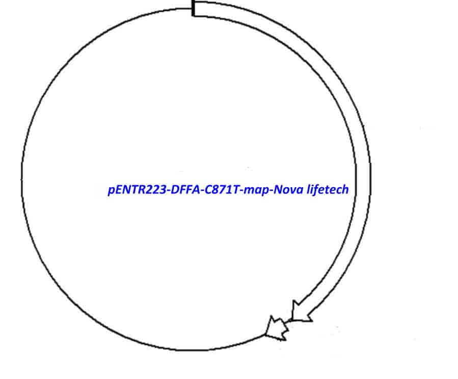 pENTR223-DFFA-C871T vector - Click Image to Close