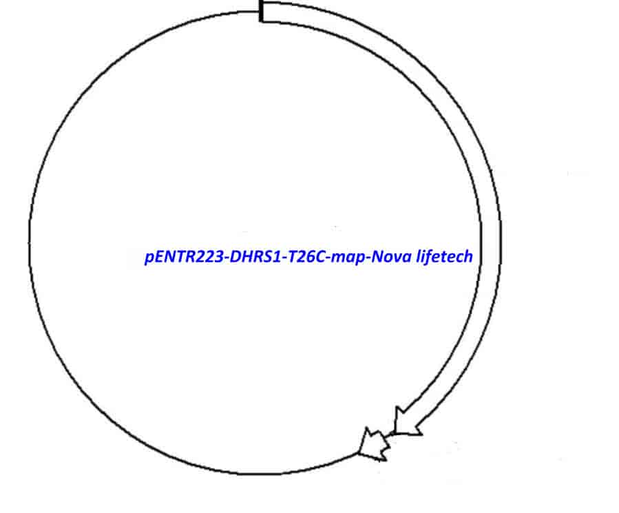 pENTR223-DHRS1-T26C vector - Click Image to Close