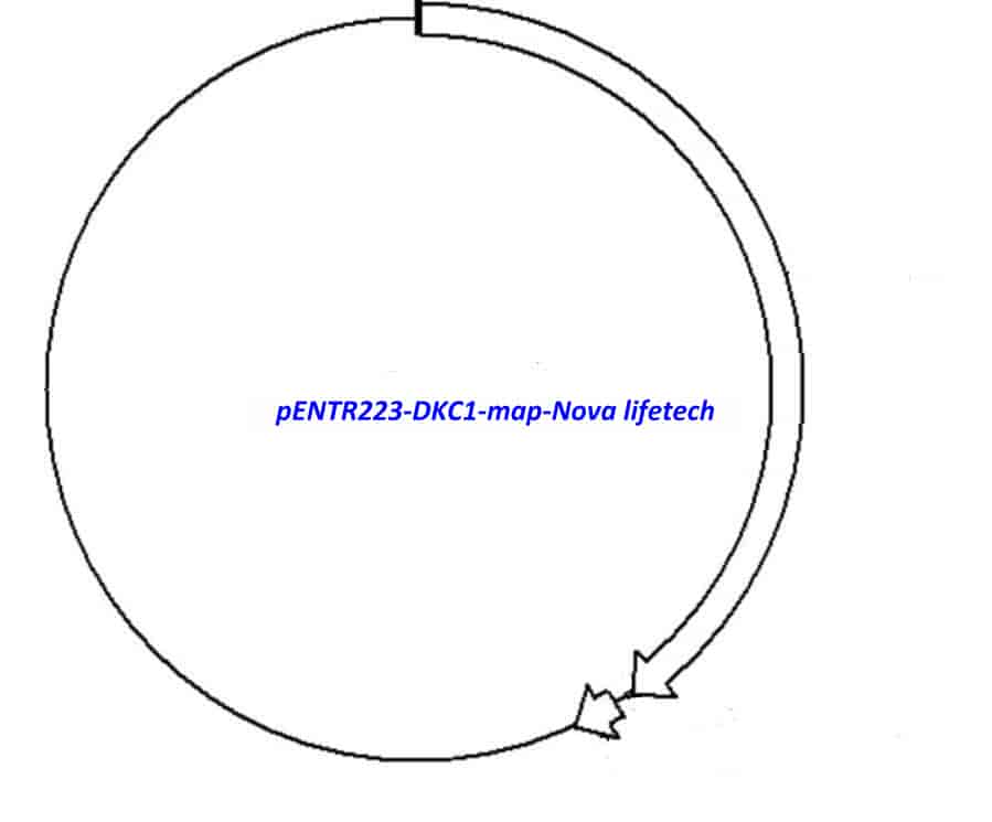 pENTR223-DKC1 - Click Image to Close