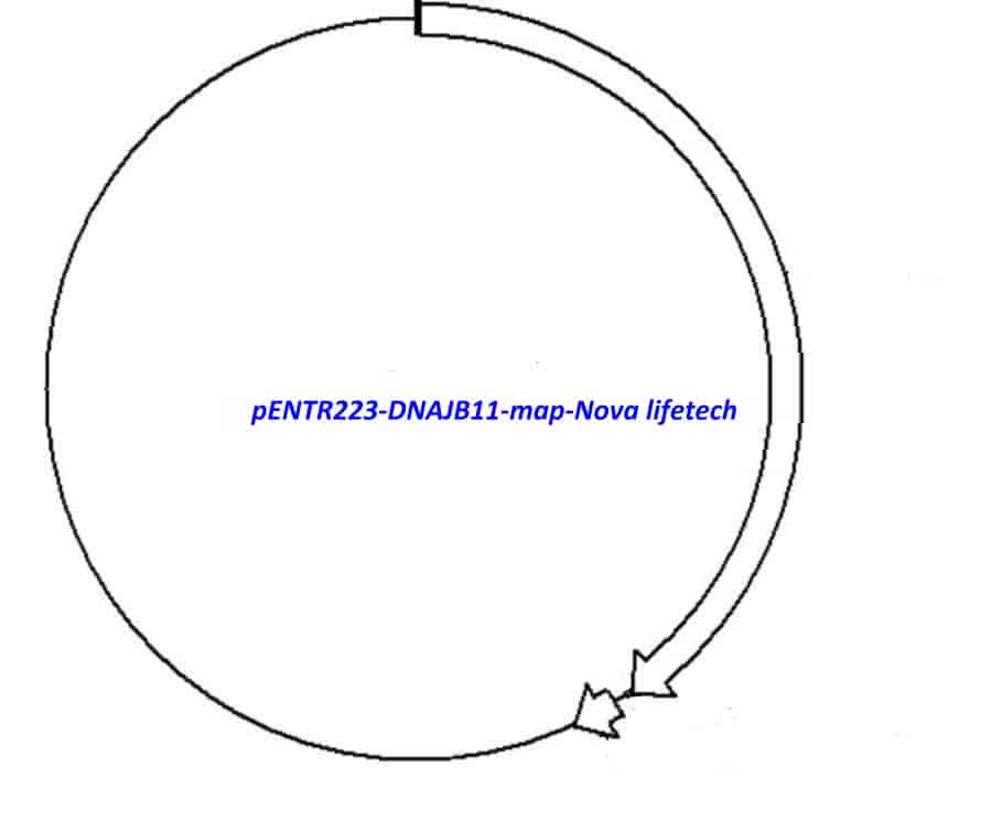 pENTR223-DNAJB11 vector - Click Image to Close