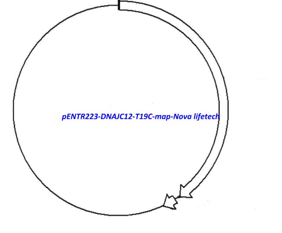 pENTR223-DNAJC12-T19C vector - Click Image to Close
