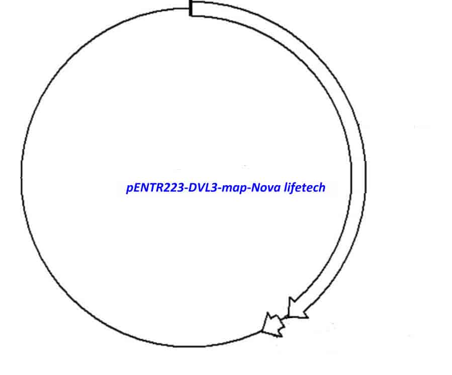 pENTR223-DVL3 vector