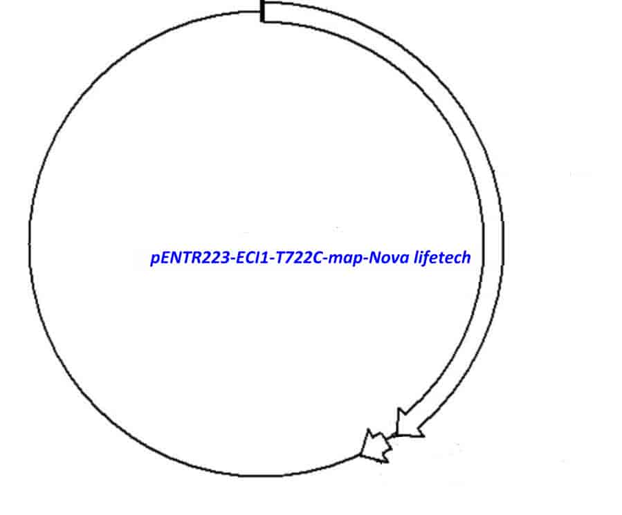 pENTR223- ECI1- T722C - Click Image to Close