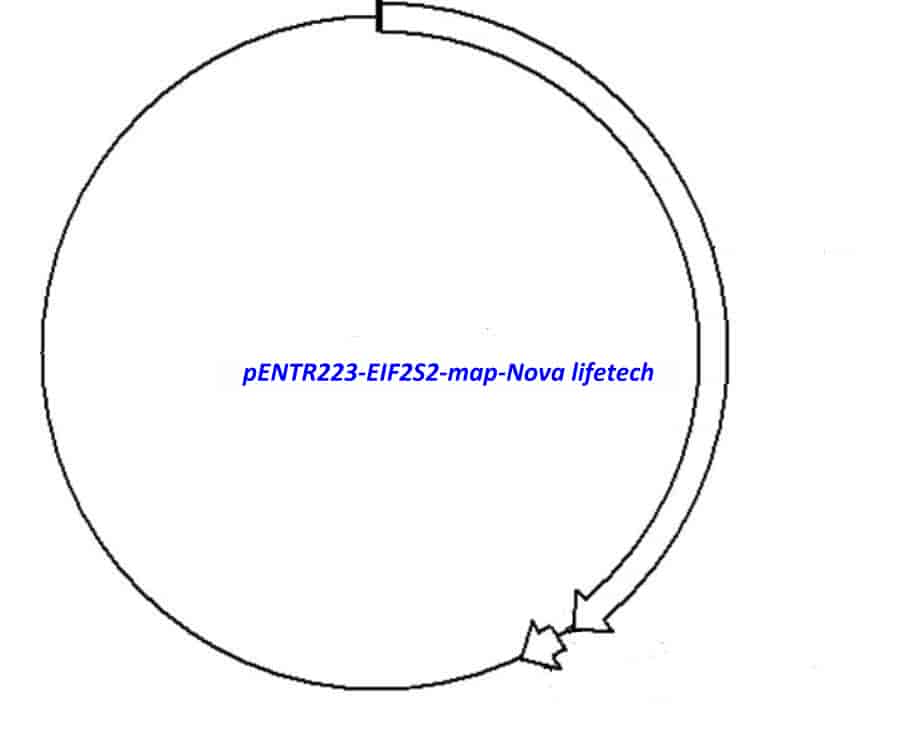 pENTR223-EIF2S2 vector - Click Image to Close