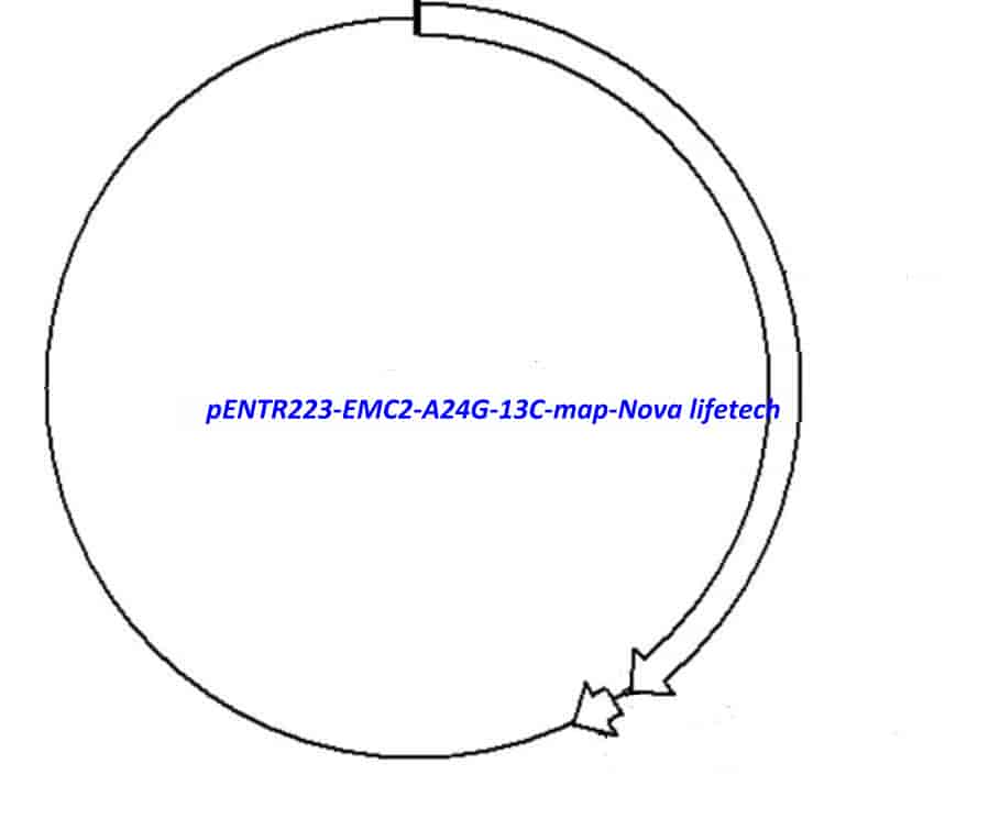 pENTR223-EMC2-A24G-13C vector