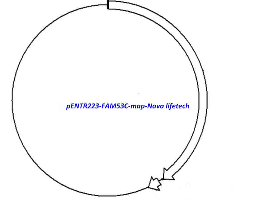 pENTR223-FAM53C vector