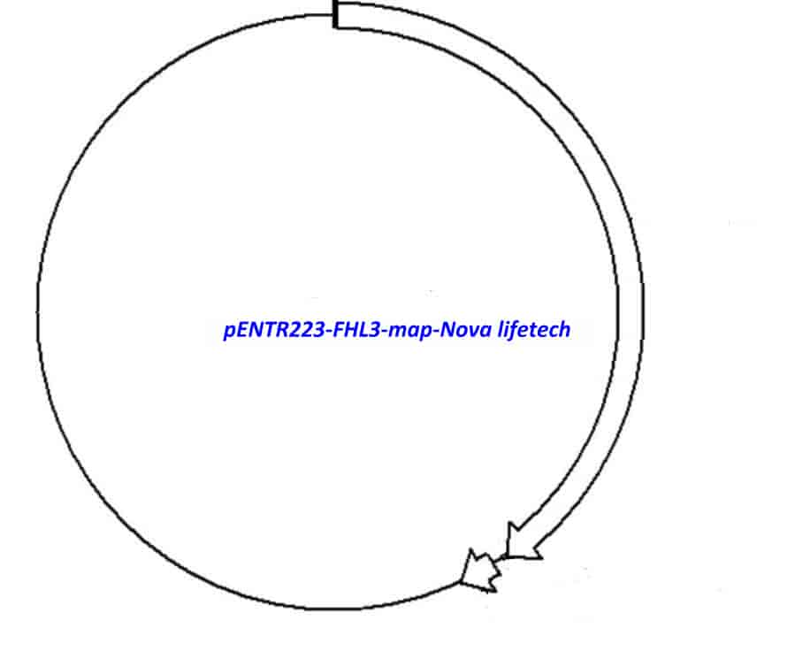 pENTR223-FHL3 vector