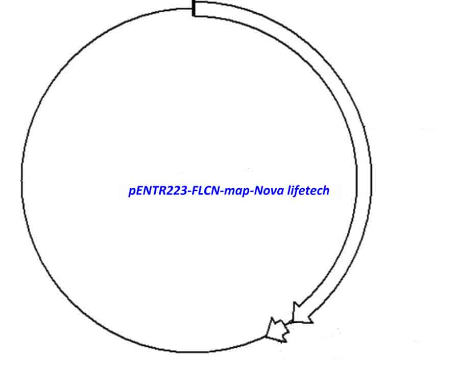 pENTR223-FLCN vector - Click Image to Close