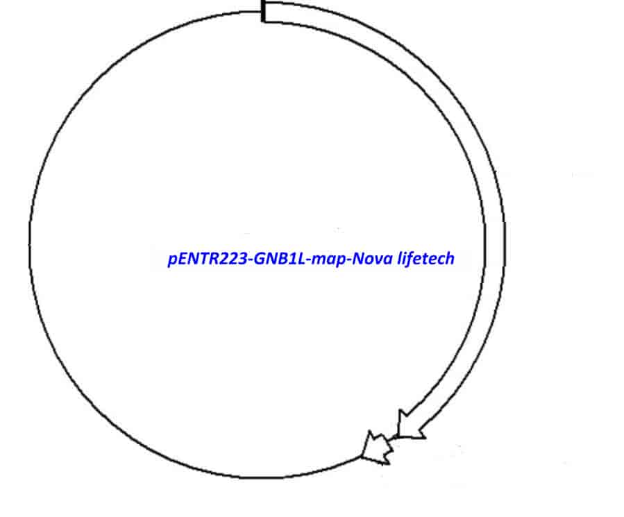 pENTR223-GNB1L vector - Click Image to Close