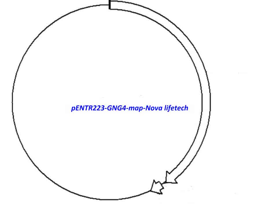 pENTR223-GNG4 - Click Image to Close