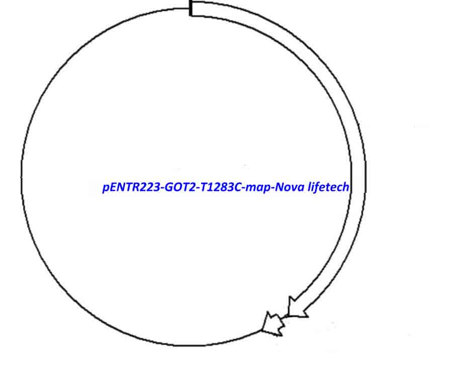 pENTR223-GOT2-T1283C vector