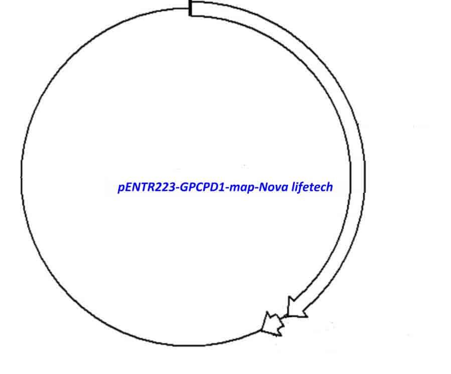 pENTR223-GPCPD1 - Click Image to Close