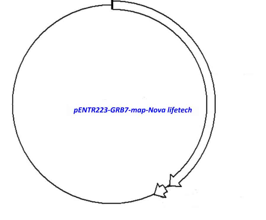 pENTR223-GRB7 - Click Image to Close