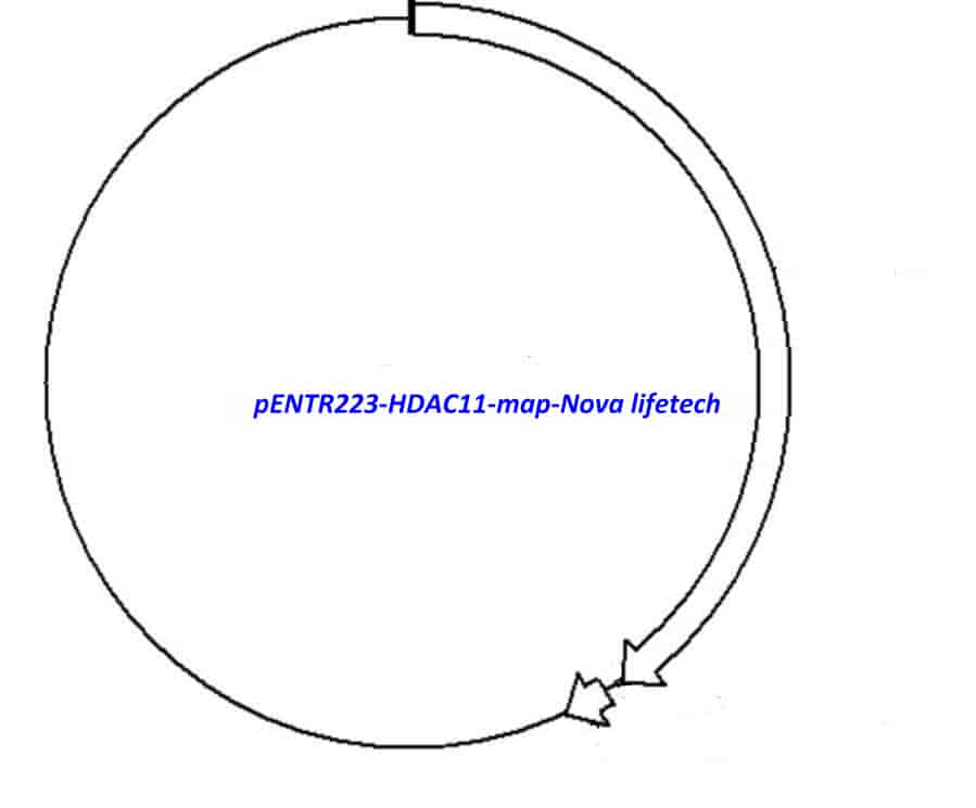 pENTR223-HDAC11 vector - Click Image to Close