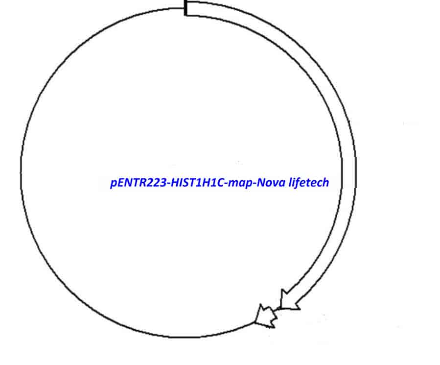 pENTR223-HIST1H1C vector - Click Image to Close