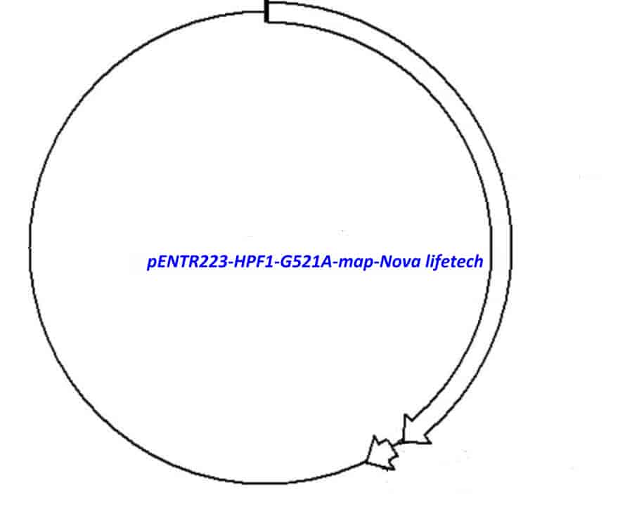 pENTR223-HPF1-G521A vector