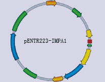 pENTR223-IMPA1 - Click Image to Close