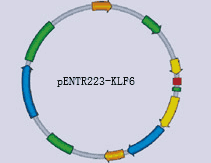 pENTR223-KLF6 - Click Image to Close