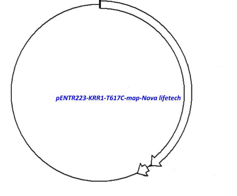pENTR223-KRR1-T617C vector - Click Image to Close