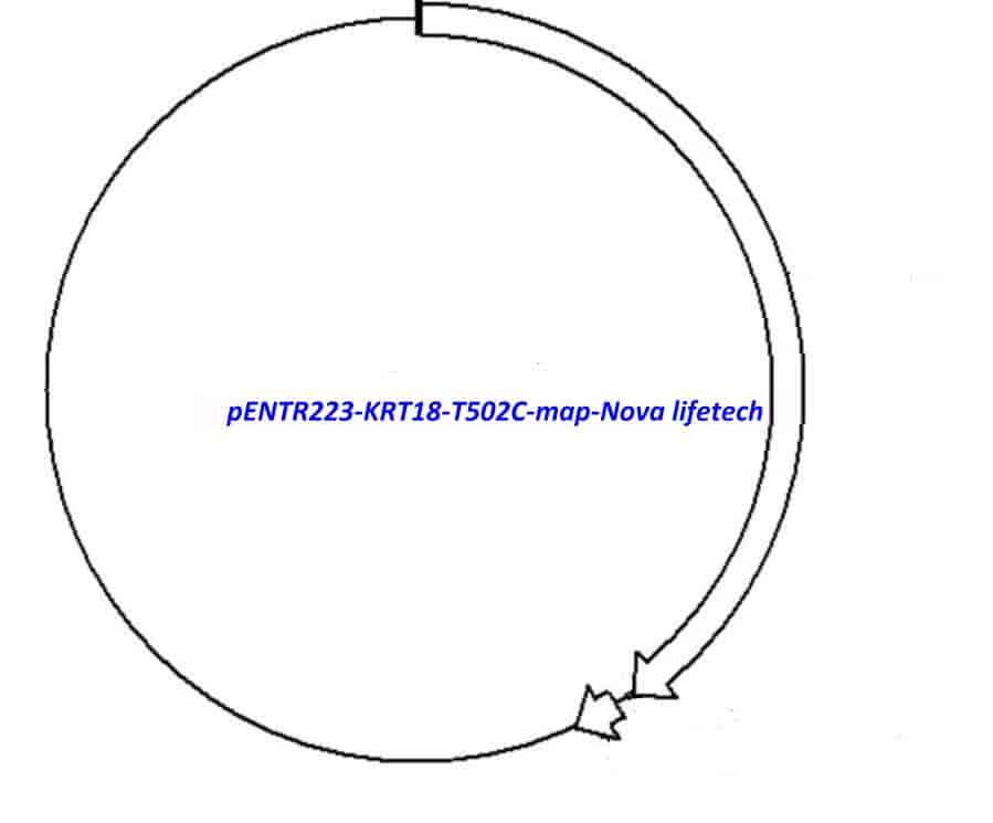 pENTR223-KRT18-T502C vector