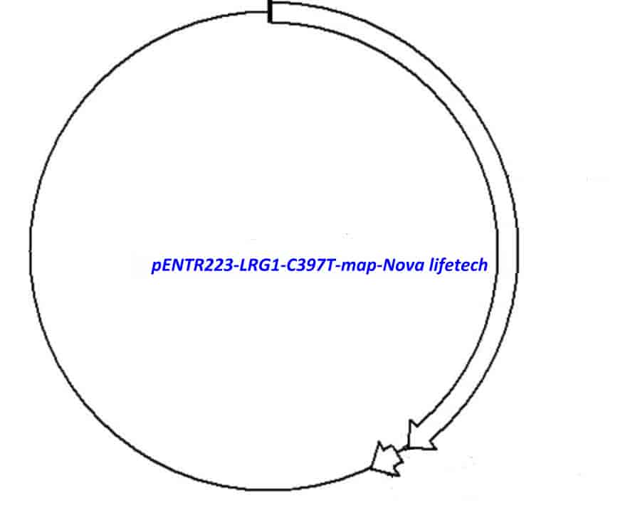 pENTR223-LRG1-C397T vector - Click Image to Close